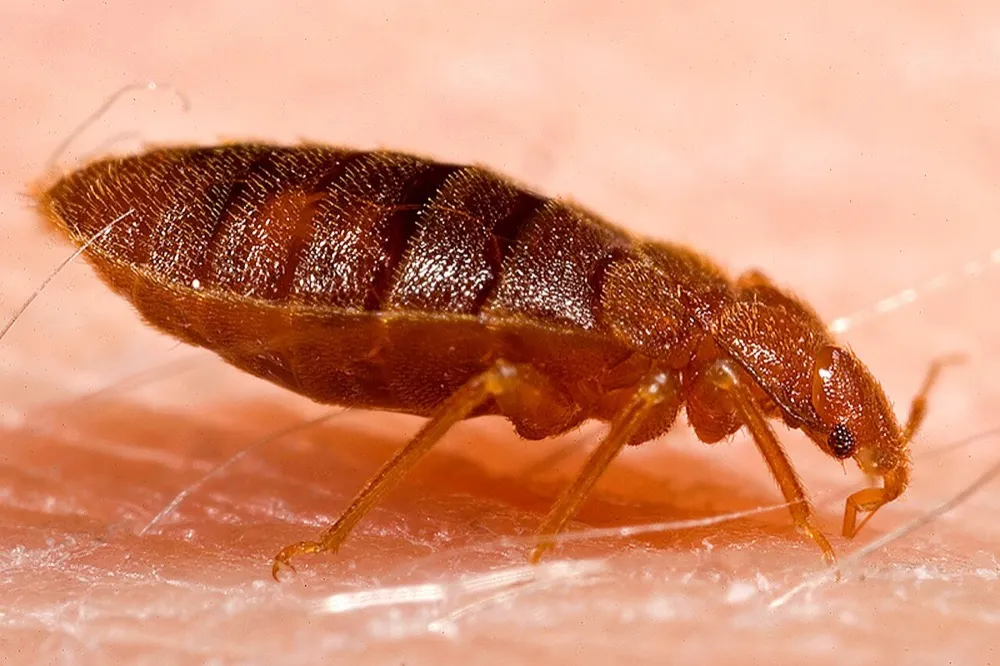 Adult bed bug feeding on human skin in extreme close up