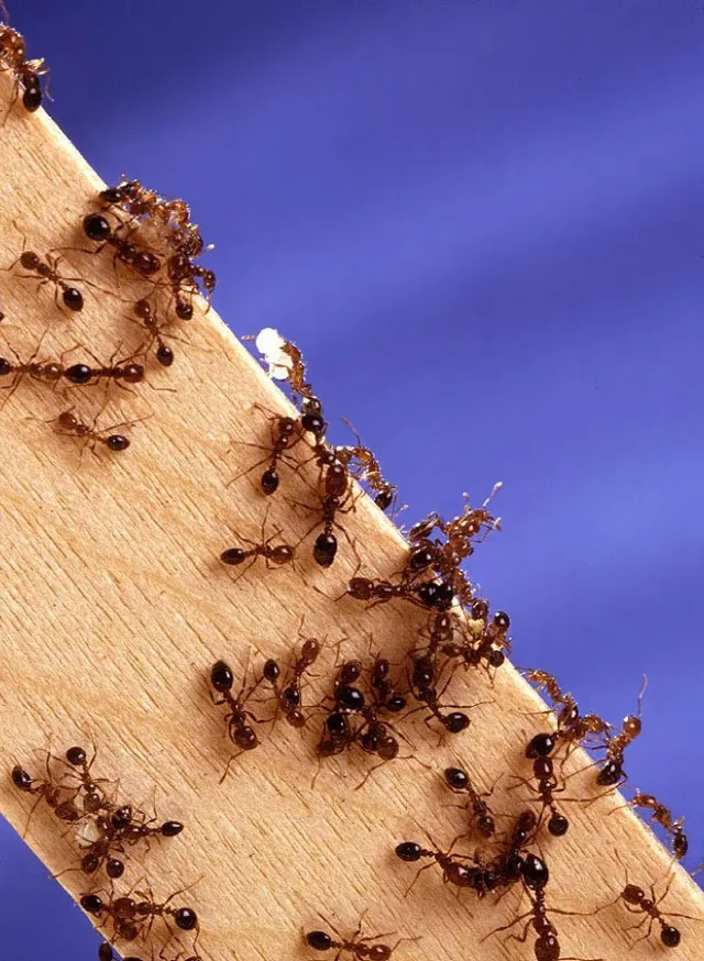 Red imported fire ants swarming on a wooden stick