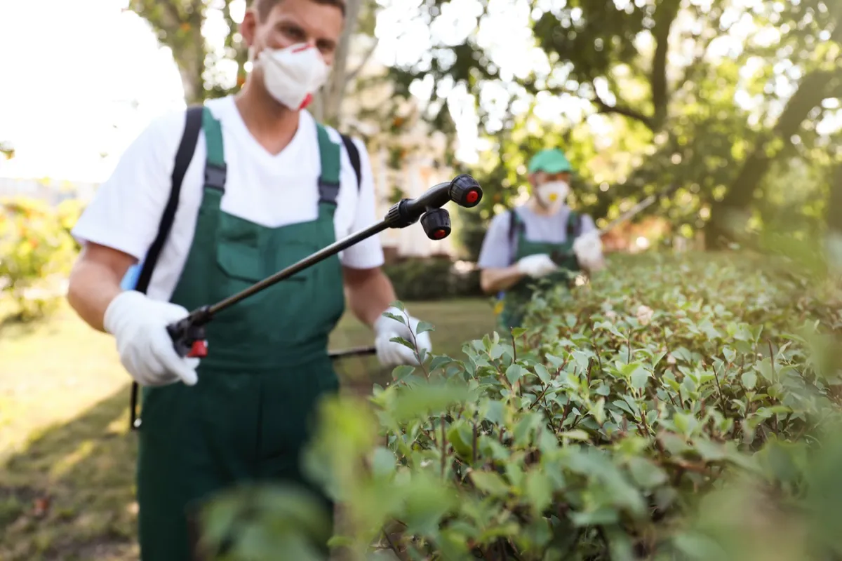 Two technicians treating garden hedges and landscaping