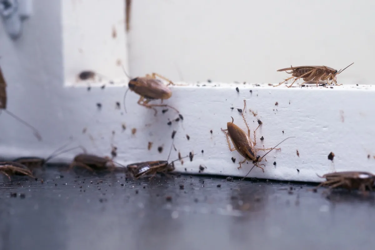 German cockroaches clustered with droppings along a wall corner, an active infestation