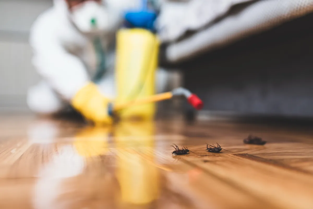 Technician treating a living room floor for a roach problem
