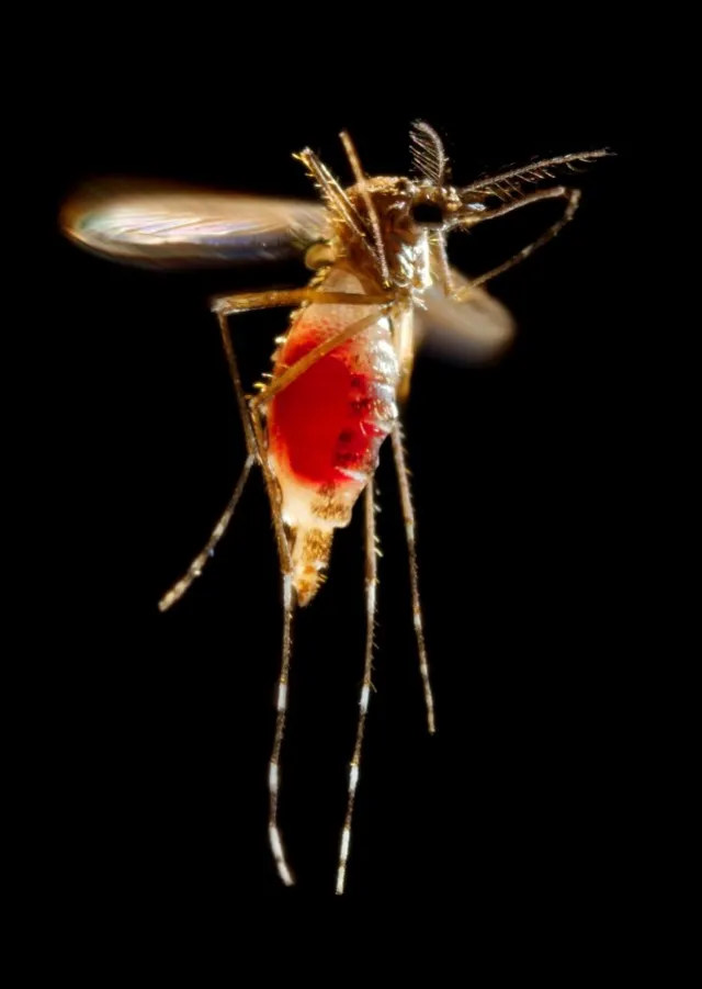 Aedes aegypti mosquito in flight with a full abdomen