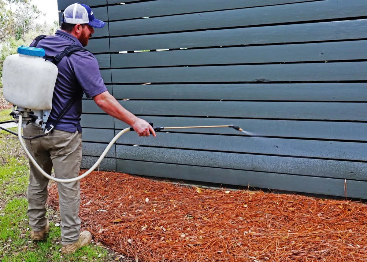 Exterior perimeter pest treatment applied over pine straw mulch along a Florida home foundation