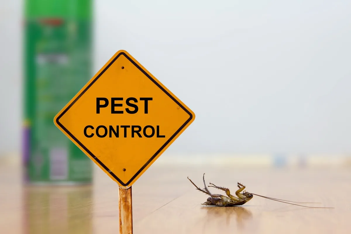 Pest control warning sign next to a dead cockroach on a wooden floor