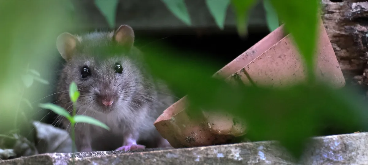 Rat peering out among bricks and plants outside an older building