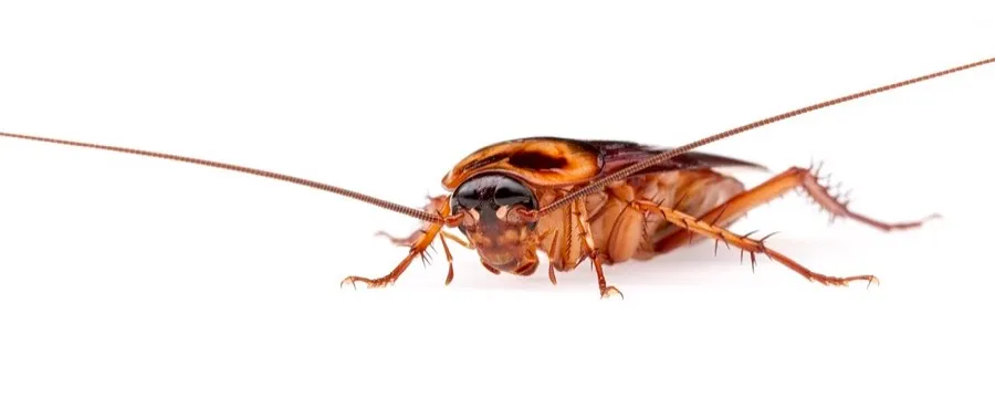 American cockroach, the Florida palmetto bug, in close up side view