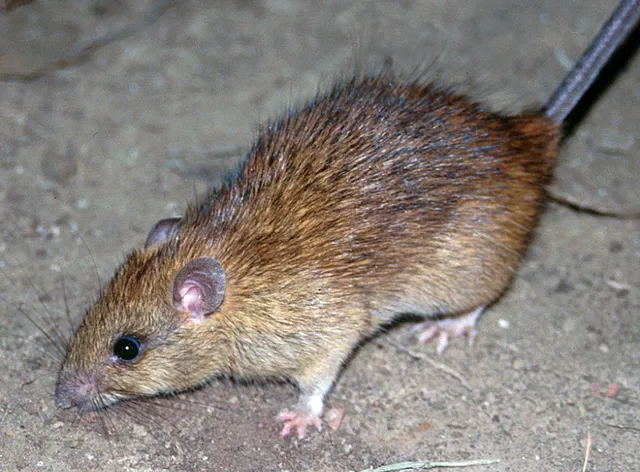 Roof rat with large ears and a long tail on the ground