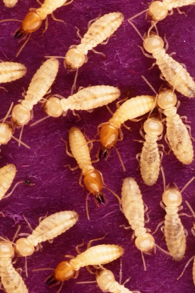 Formosan subterranean termite workers and orange headed soldiers